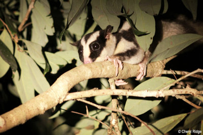 4339-striped-possum.jpg