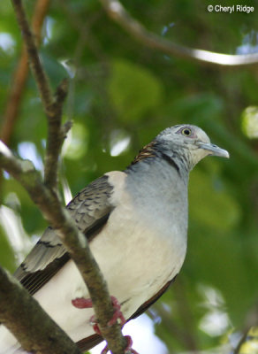 4927-bar-sh-dove.jpg
