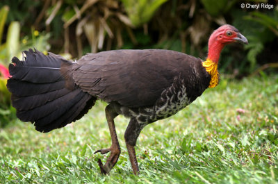 0213 - Australian Brush Turkey