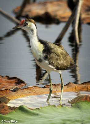 3946-cc-jacana.jpg