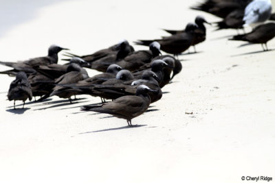 4817-common-noddies.jpg