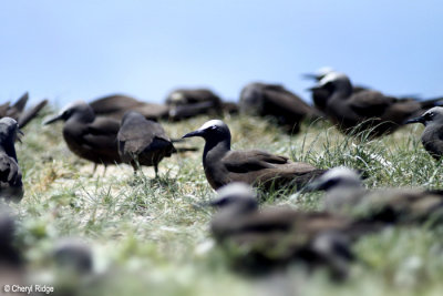 4820-common-noddies.jpg