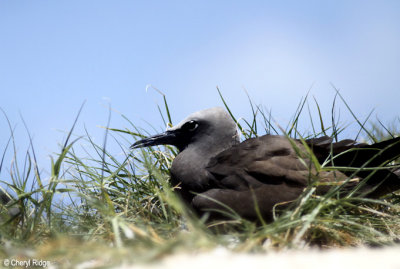 4824-common-noddy.jpg