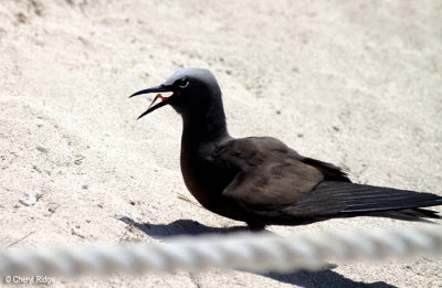 4830-common-noddy.jpg