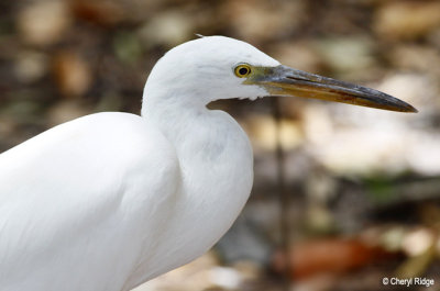 4951-egret-green-island.jpg