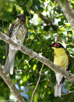 5009 - Australasian Figbirds