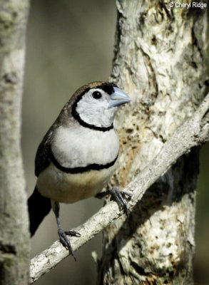 4008 - Double barred Finch