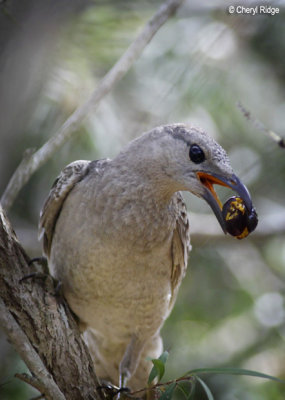 4015-bowerbird.jpg