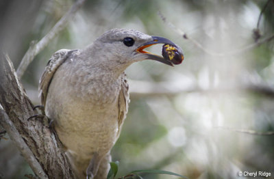 4016 - Great Bowerbird