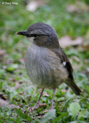0382-grey-headed-robin.jpg