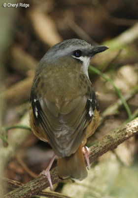 0397-grey-headed-robin.jpg