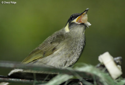 3728-honeyeater.jpg