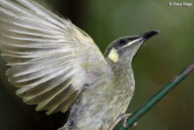 3738 - possibly Lewins Honeyeater