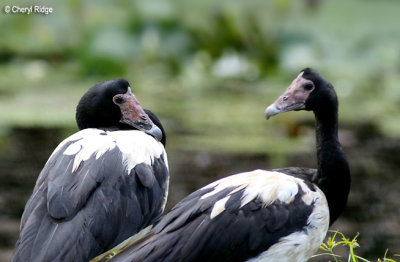 5027-magpie-geese.jpg