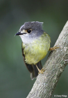 4299-pale-yellow-robin.jpg