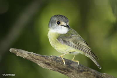 4360-pale-yellow-robin.jpg