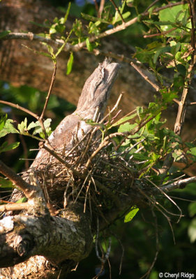 2124 - Papuan Frogmouth