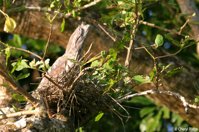 2125-papuan-frogmouth.jpg