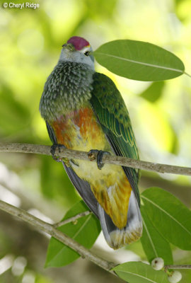 4909 - Rose-crowned Fruit-dove