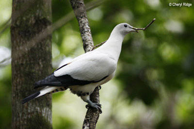 4964 - Pied Imperial Pigeon