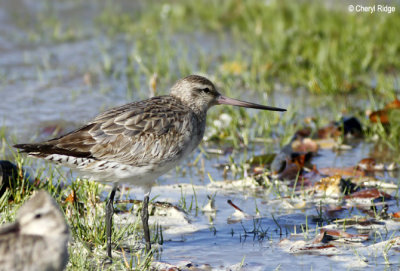 Bar-tailed Godwits