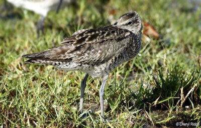 Whimbrels