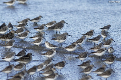 4780-shorebirds.jpg