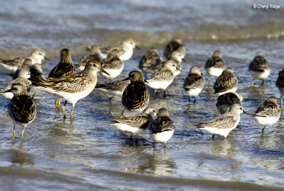 4795 - foreshore at Cairns