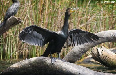 0321 - Great cormorant