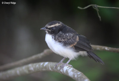 0419 - Willie wagtail young