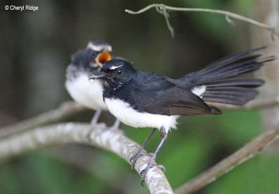 0423-wagtail.jpg