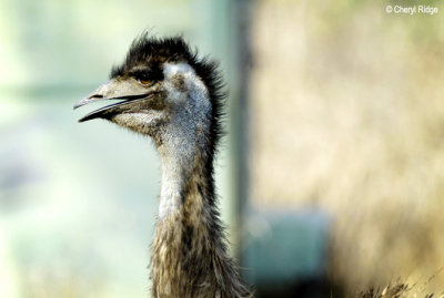 3961- Emu