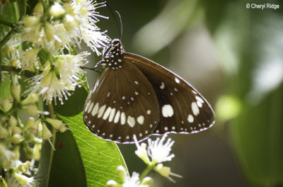 3831-butterfly.jpg