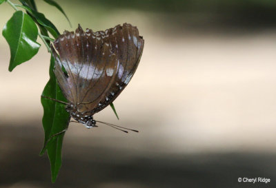 4351-butterfly.jpg
