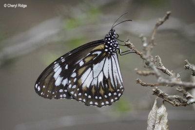 Swamp Tiger Butterfly