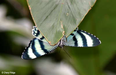 0210-butterfly.jpg