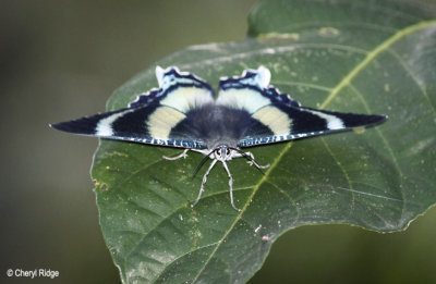 4737-butterfly.jpg