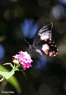 0674- Ambrax Swallowtail butterfly
