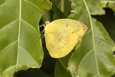 Migrant Butterfly