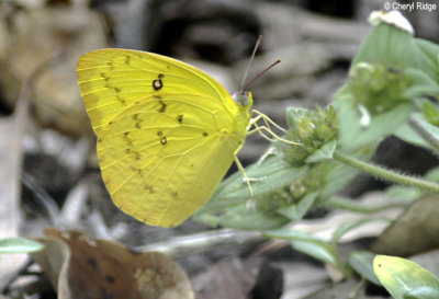 3927- Orange Migrant Butterfly