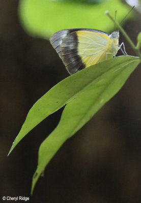 4972- Yellow Albatross Butterfly