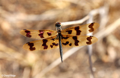 0602-dragonflies.jpg