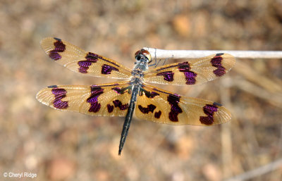 0606 - Banded Flutterer Dragonfly