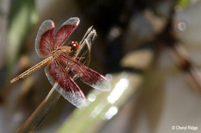 0685-dragonflies.jpg