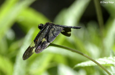 4061-dragonflies.jpg