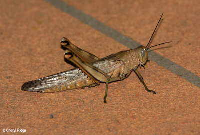 4510-grasshopper.jpg