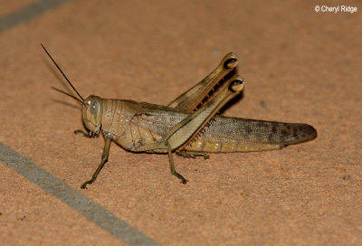 4512-grasshopper.jpg