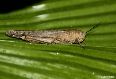 4515-grasshopper.jpg