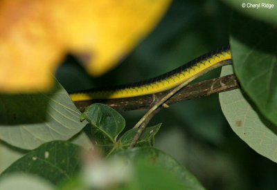 2163-tree-snake.jpg