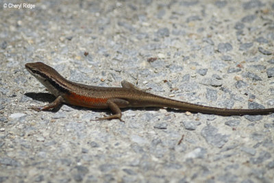 4700-skink.jpg